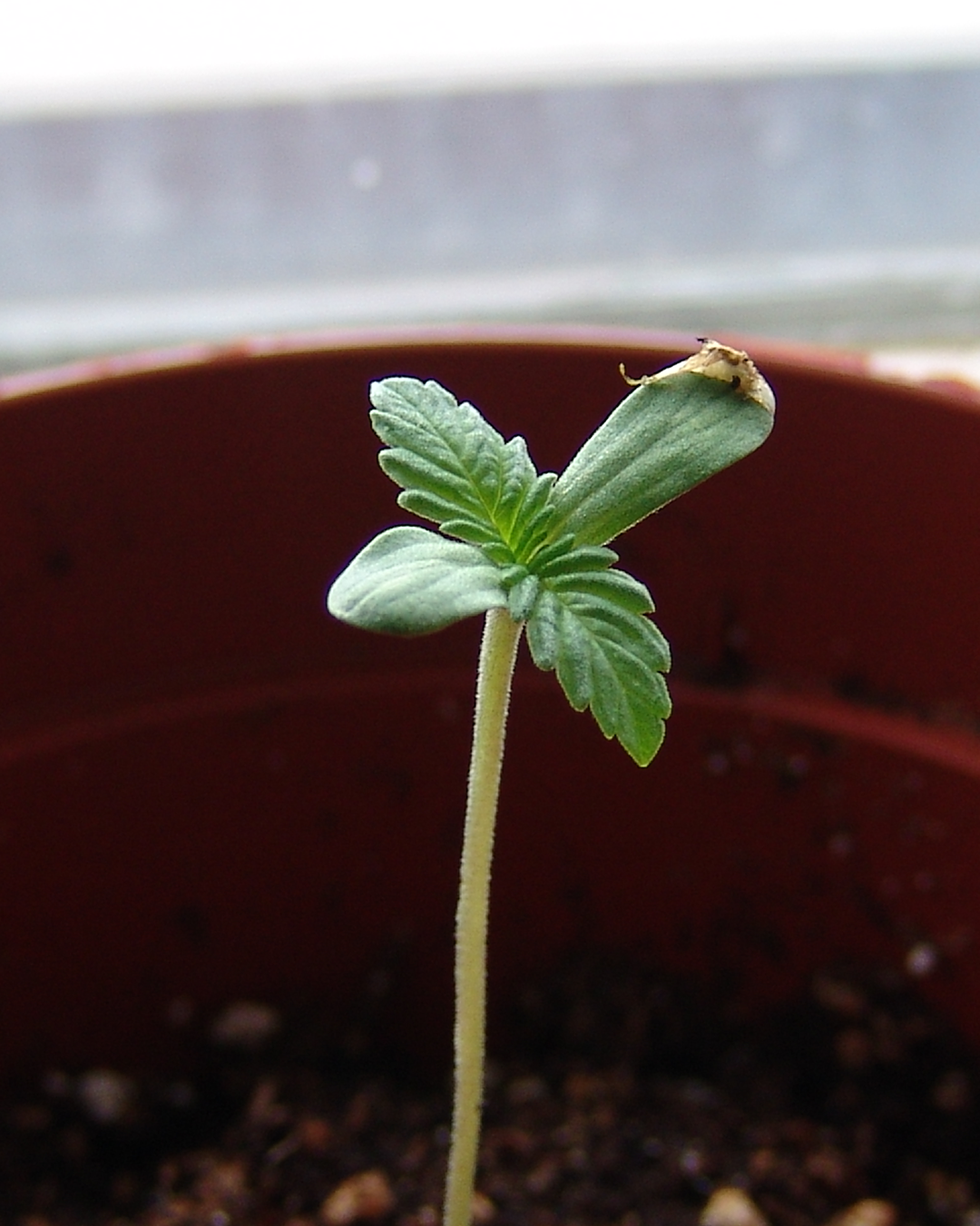 seedling