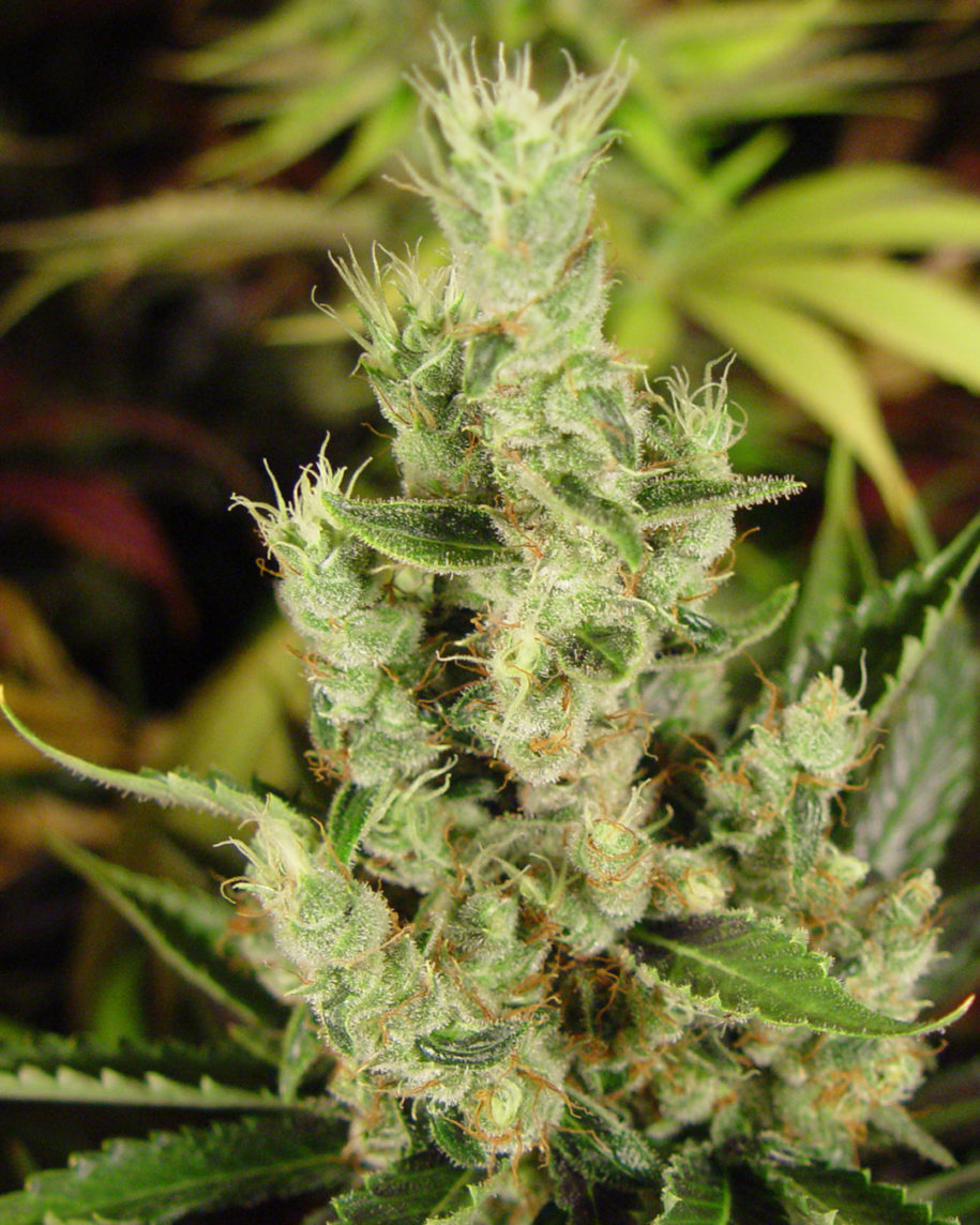 Amnesia Haze Strain © Originals By Soma Seeds