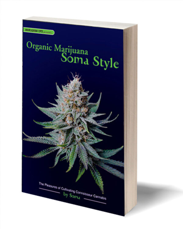 Organic Marijuana, Soma Style Strain 2